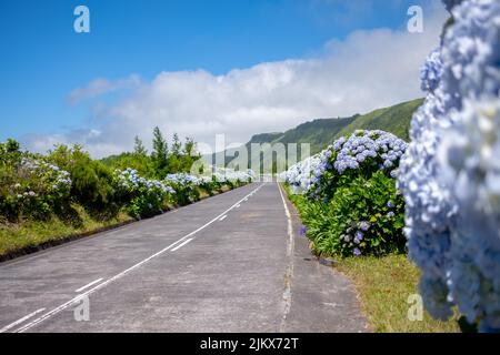 Azoren, leere blumige Straße mit schönen Hortensien-Blumen in selektivem Fokus auf der Straße in Lagoa Sete Cidades. Insel São Miguel, in der Açores Stockfoto