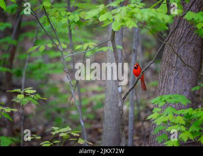 Der leuchtend rote Northern Cardinal sitzt auf einem Baumzweig in einem Waldgebiet. Stockfoto