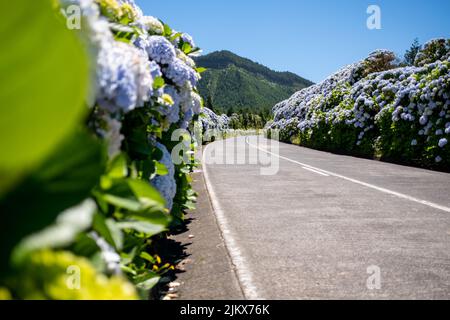 Azoren, leere blumige Straße mit schönen Hortensien-Blumen in selektivem Fokus auf der Straße in Lagoa Sete Cidades. Insel São Miguel, in der Açore Stockfoto