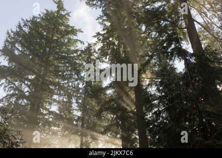 An einem nebligen Morgen in Vancouver, BC, kommen Sonnenstrahlen durch Bäume. Stockfoto