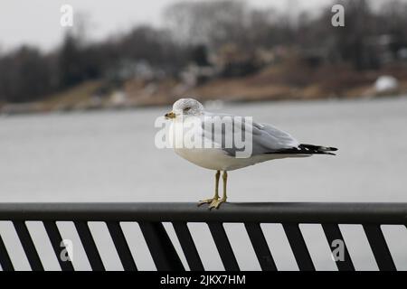 Ein selektiver Fokus einer gemeinen Möwe (Larus canus), die vor dem verschwommenen Hintergrund thront Stockfoto