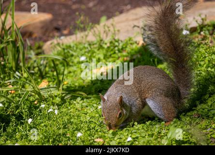 Ein graues Eichhörnchen ernährt sich im Hinterhof. Stockfoto