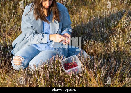 Eine junge Frau im Denim-Graben sitzt auf dem Sumpf und sortiert Preiselbeeren bei Sonnenuntergang im Herbst Stockfoto