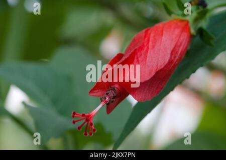 Eine Nahaufnahme der Hibiscus rosa-sinensis Knospe, bekannt als chinesischer Hibiskus, stieg China an. Stockfoto