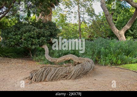 Ein Baum mit einem Serpentinen-Stamm, der fast flach auf dem Boden an den La Brea Tar Pits, Los Angeles, Kalifornien, wächst Stockfoto