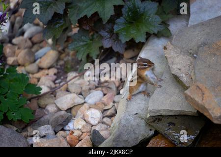 Nahaufnahme eines niedlichen kleinen Chipmunks, der auf einem Felsen steht