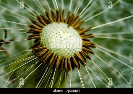 Makrofotografie - Nahaufnahme der Dandelionenblume Stockfoto