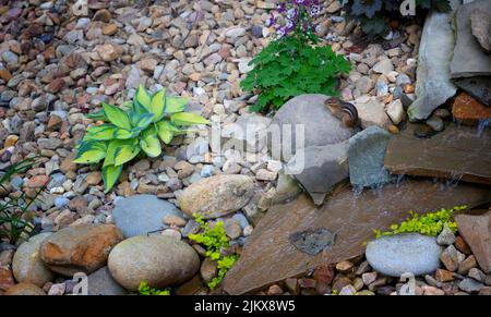 Niedliche kleine Chipmunk auf einem Felsen neben einem Hinterhof Wasserspiel.