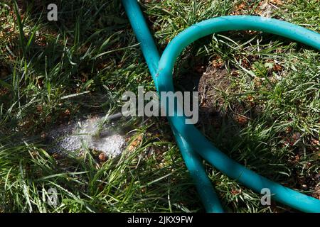 Aus einem kaputten Schlauch für die Gartenbewässerung peitscht im Sommer ein Wasserstrom unter Druck Stockfoto