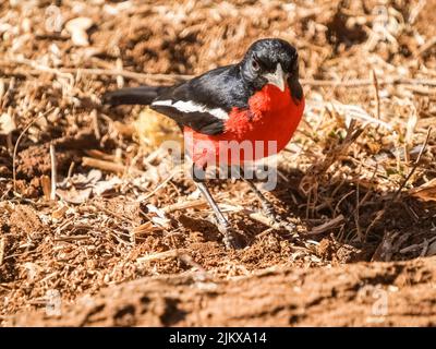 Karmesinwürger in Südafrika mit hellem Rücken und rot am Boden. Stockfoto