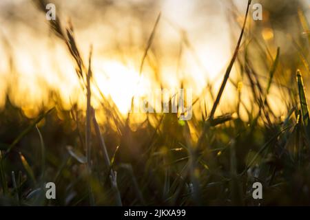 Entkochte Gräser oder Feldfrüchte bei Sonnenuntergang vom Boden aus. Konzept der CO2-Netto-Null- oder CO2-Neutralität. Stockfoto