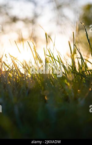 Feldfrüchte oder Gräser vom Boden aus. Naturhintergrundfoto. CO2-neutrales Konzept. Stockfoto