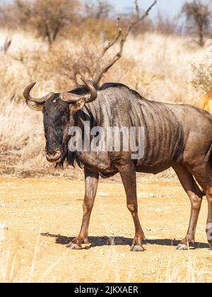 Gnus stehend und mit Blick auf die Kamera im vertikalen Bildkompositions-Porträt.1 Stockfoto