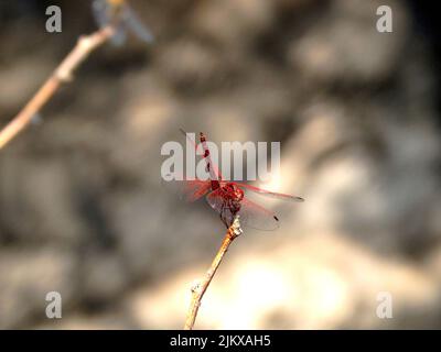 Eine Makroaufnahme einer roten Damselfliege Stockfoto