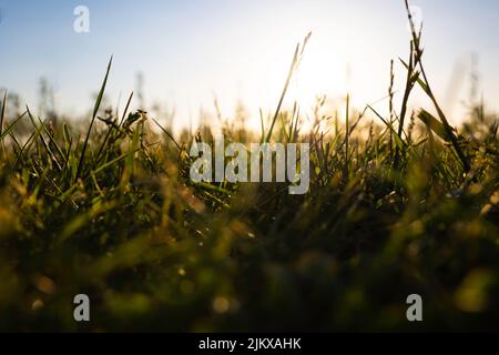 Gräser oder Feldfrüchte aus Bodenhöhe im Fokus. Natur- oder Umgebungshintergrundfoto. Stockfoto