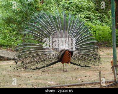 Eine Rückansicht eines Pfauenhuhns mit offenem Schwanz in der Natur - der Nationalvogel Indiens Stockfoto