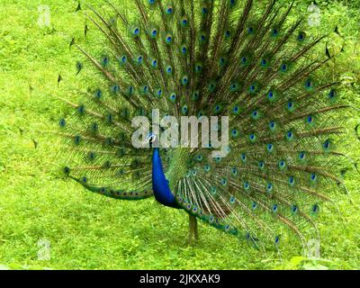 Ein in der Natur tanzender Pfau - der Nationalvogel Indiens Stockfoto