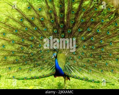 Ein in der Natur tanzender Pfau - der Nationalvogel Indiens Stockfoto