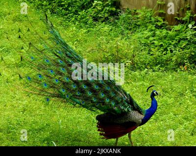 Ein in der Natur tanzender Pfau - der Nationalvogel Indiens Stockfoto