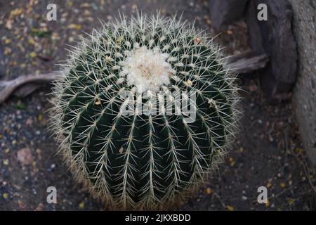 Eine Nahaufnahme eines großen runden Golden Barrel Cactus auf dem im Freien gewachsenen Boden Stockfoto