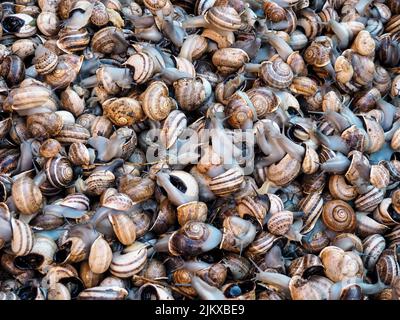 Live-Schnecken auf einem Stand des Straßenmarktes in Marrakesch, Marokko Stockfoto