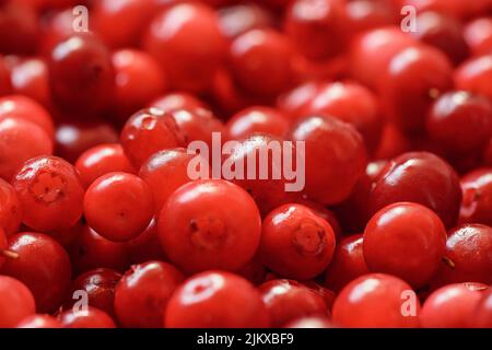 Haufen frisch geernteter roter, wilder Preiselbeeren, Nahaufnahme Stockfoto