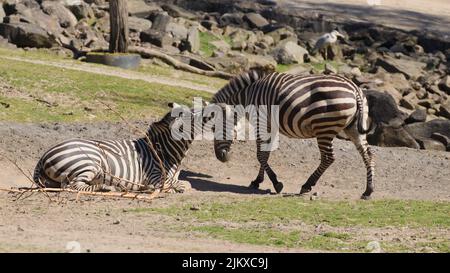 Eine schöne Aufnahme von zwei Zebras, eines sitzt auf dem Boden und das andere läuft vorbei Stockfoto