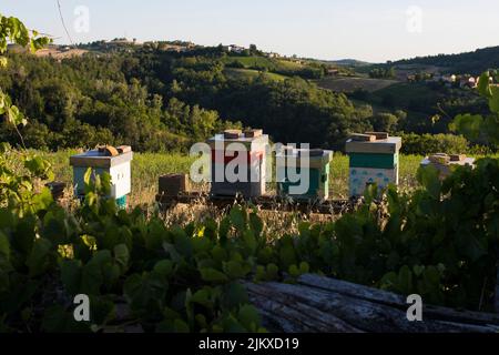 Im Sommer werden in einer Hügellandschaft von Menschenhand Bienenstöcke gebaut. Imkerei oder Imkerei wird immer beliebter. Stockfoto