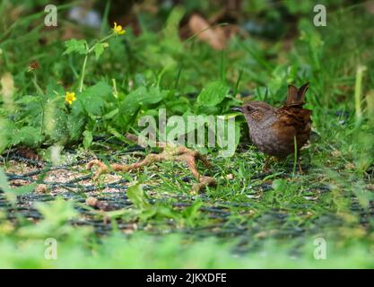 Im grünen Garten auf dem Boden stehender Dunnock-Vogel 'Prunella modularis'. Auch bekannt als Heckenakzentuor, Heckensperling oder Heckenwaldsänger. Dublin, Irland Stockfoto