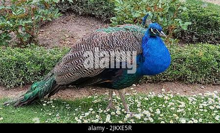 Eine Nahaufnahme eines wunderschönen Pfaus im Garten Stockfoto