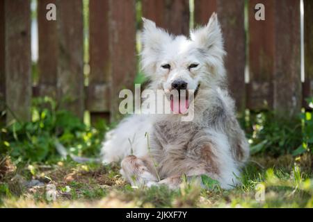 Alopecia-Krankheit Samoyed Hund. Dermatitis und Juckreiz von Hunden Stockfoto