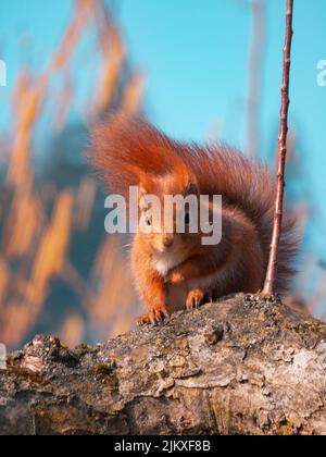 Eine vertikale Nahaufnahme des roten Eichhörnchens Sciurus vulgaris. Stockfoto