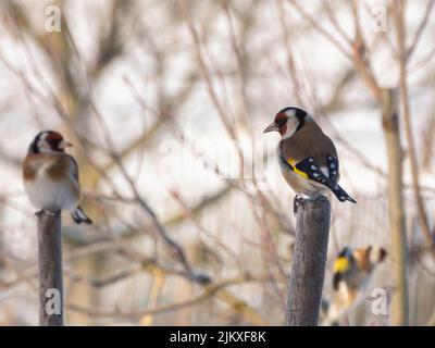 Eine Nahaufnahme der europäischen Goldfinken auf den Holzpfosten. Carduelis carduelis. Stockfoto