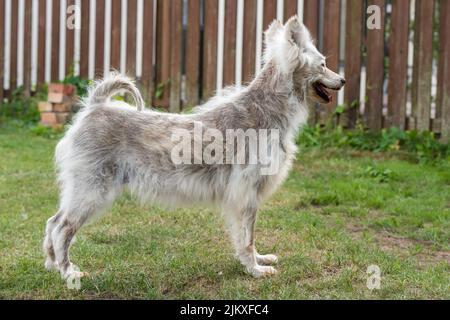 Alopecia-Krankheit Samoyed Hund. Dermatitis und Juckreiz von Hunden Stockfoto