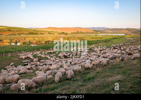 Schafherde in der hügeligen Landschaft von Siebenbürgen, Rumänien am frühen Morgen Stockfoto