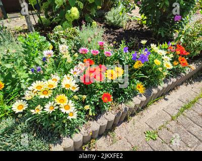 Bunte Cape Marguerite oder afrikanische Gänseblümchen Blumen in einem Garten Stockfoto