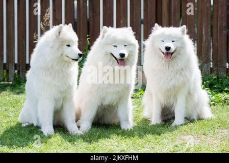 Samoyed Welpen Hunde sitzen und spielen auf der grünen Wiese Stockfoto