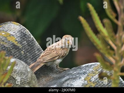 Eine selektive Fokusaufnahme eines niedlichen Vogel des Haussparrows, der auf dem Dach eines Hauses thront Stockfoto