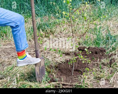 Ein Mädchen steht mit einer Schaufel in der Nähe eines jungen Baumes, der in der Nähe eines schönen Feldes mit Weizen im Hintergrund gepflanzt ist Stockfoto