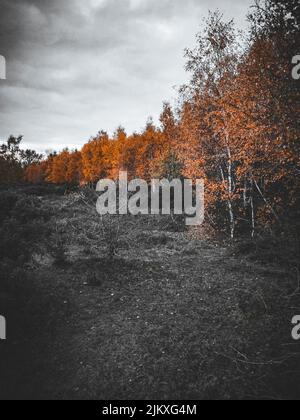 Eine vertikale Aufnahme von bunten Bäumen im Wald im Herbst Stockfoto