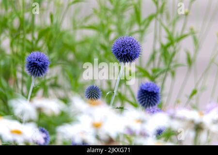 Die Globe Blue Thistle (Echinops ritro) Native Pflanze Europa und Asien. Sie haben stacheliges Laub und produzieren blaue oder weiße kugelförmige Blütenköpfe. Stockfoto