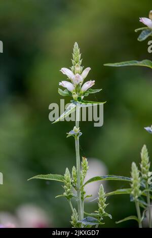 Die in Nordamerika heimische weiße Turtelkopfpflanze (Chelone glabra) ist eine beliebte Browse-Pflanze nach Hirschen. Stockfoto