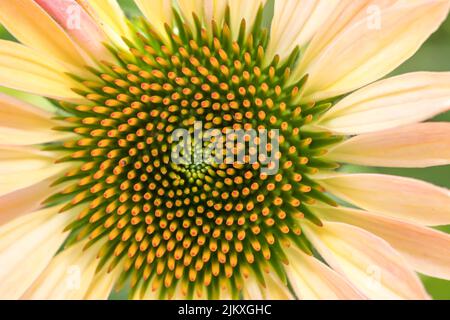 Eine Nahaufnahme von Koneflower Stockfoto