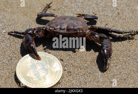 Krabbe am Strand mit einer Bitcoin-Münze und ihrer mächtigen Kralle Stockfoto