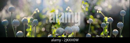 Opium Mohnköpfe, Nahaufnahme. Papaver somniferum, allgemein bekannt als Opiummohn oder Brotmohn, ist eine Art blühender Pflanzen der Papaveraceae fa Stockfoto