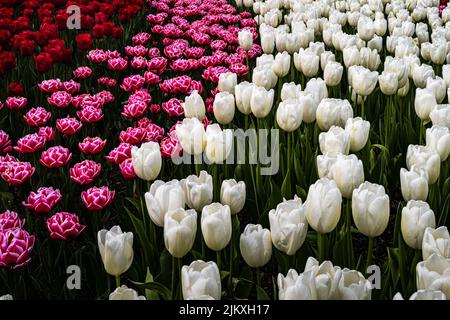 DREI REIHEN VON TULPEN IN WEISS-ROSA UND ROT MIT DUNKELGRÜNEN STIELEN IM SKAGIT VALLEY IM BUNDESSTAAT WASHINGTON Stockfoto