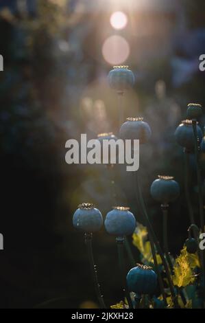 Opium Mohnköpfe, Nahaufnahme. Papaver somniferum, allgemein bekannt als Opiummohn oder Brotmohn, ist eine Art blühender Pflanzen der Papaveraceae fa Stockfoto