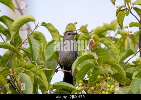 Der Grauwels (Dumetella carolinensis) am Zaun Stockfoto