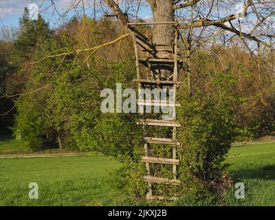 Auf einem Baum in der Mitte eines Feldes gebauter alter Holzstand Stockfoto