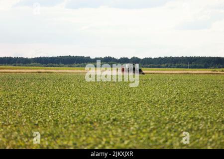 Landmaschinen-Traktor, der bei Sonnenuntergang auf Buchweizenfeld mit Sprüher, Herbiziden und Pestiziden sprüht. Landmaschinen sprühen Insektizid auf das grüne Feld, Stockfoto